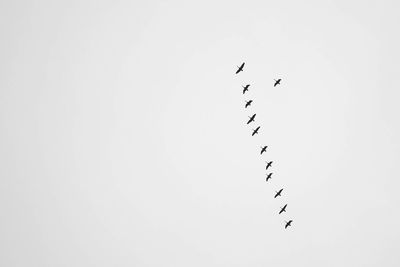 Low angle view of birds flying in sky