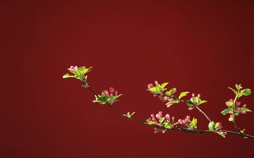 Close-up of red flowers