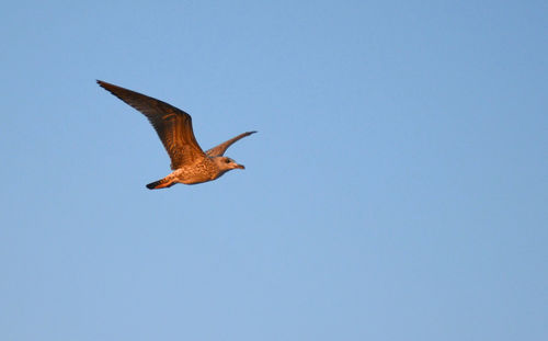 Low angle view of seagull flying in sky