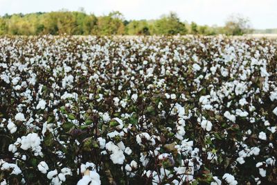 Close-up of flowers growing in field