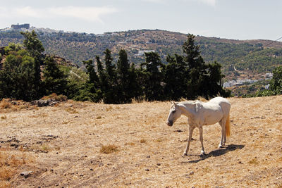 A white horse in patmos, greece