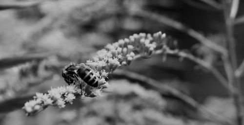 Close-up of honey bee on flowering plant