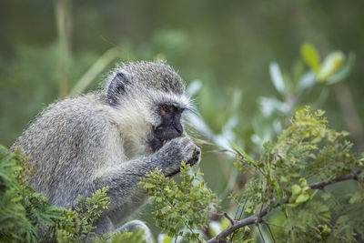 Monkey on a tree