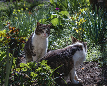 Portrait of a cat in field