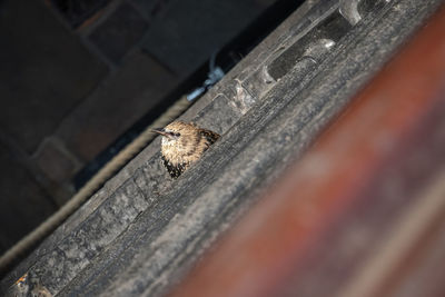 High angle view of bee flying