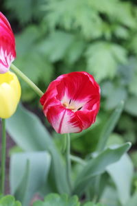 Close-up of red tulip