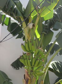 Low angle view of banana tree