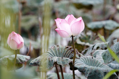 Close-up of pink lotus water lily