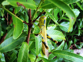 Close-up of grasshopper on plant