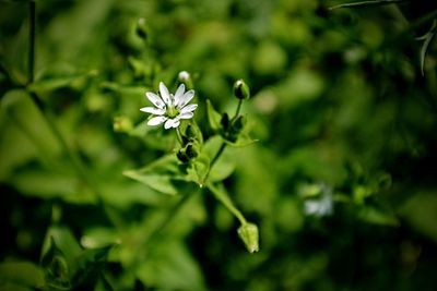 Close-up of flowering plant