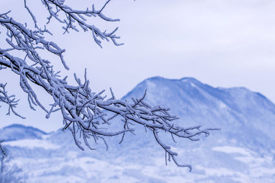 Low angle view of bare tree against sky