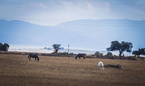 View of sheep grazing in field