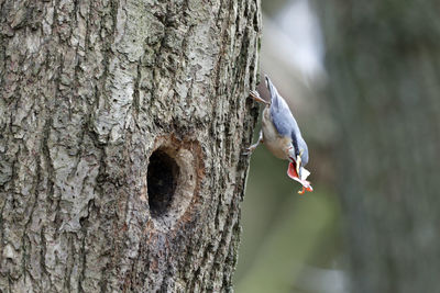 woodpecker