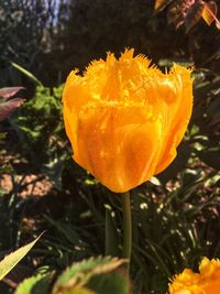 Close-up of orange flower