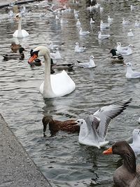 Ducks swimming in lake