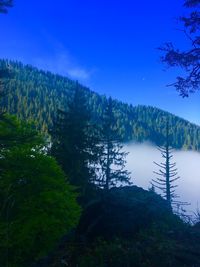 Scenic view of lake in forest against sky