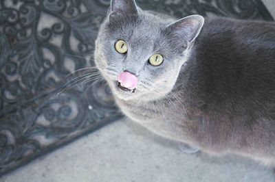 Close-up portrait of cat