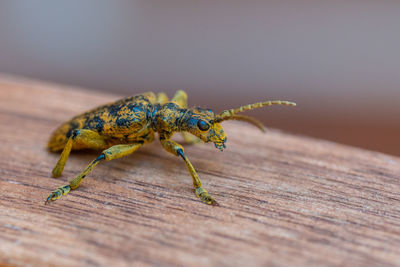 Close-up of insect on wood