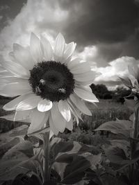 Close-up of sunflower blooming on field against sky