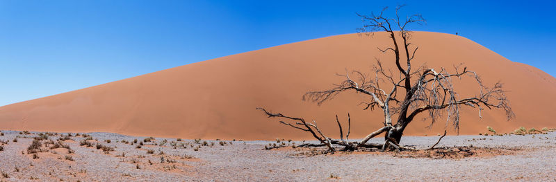 Bare tree on desert against clear sky