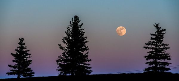 Low angle view of silhouette trees against sky at night