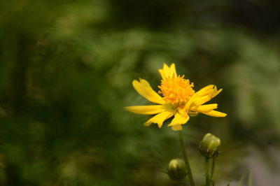 Close-up of yellow flowering plant