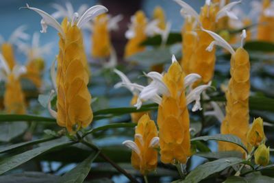 Close-up of yellow flowers blooming outdoors