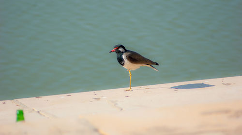 Close-up of bird perching on wood against sea