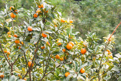 Close-up of orange fruits on tree