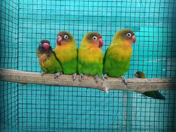 Low angle view of bird in cage