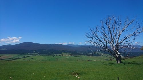 Scenic view of field against clear blue sky