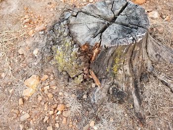 High angle view of tree stump on field