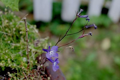 Close-up of purple flowers