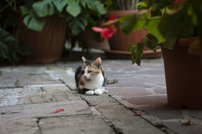 Cat sitting on footpath