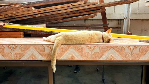 Cat sleeping in front of built structure