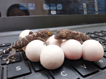 Close-up of eggs on table