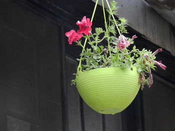 Close-up of pink flower pot