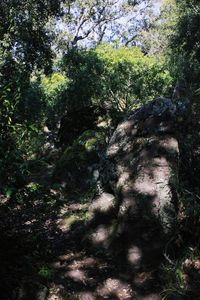 Low angle view of trees in forest