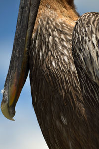 Close-up of eagle