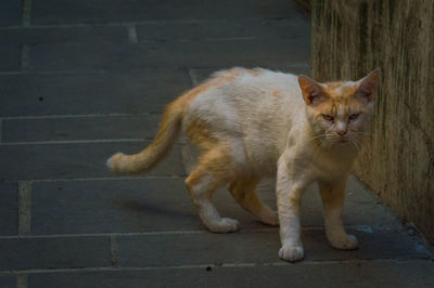 Portrait of cat sitting on footpath