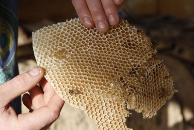 Close-up of hands holding honeycomb
