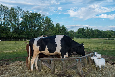 Cows in a field