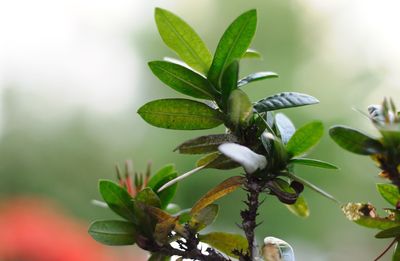 Close-up of white flowering plant