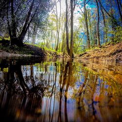 Reflection of trees in water