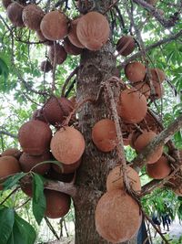 Low angle view of fruits hanging on tree