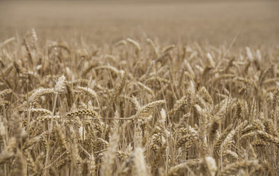 Wheat growing on field