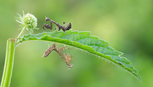 Close-up of insect on plant