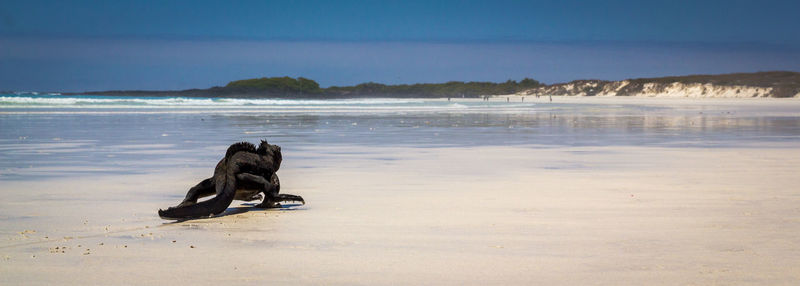 Dog at beach against sky