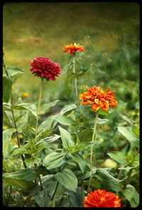 Close-up of red flowers