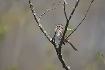 Close-up of bird perching on branch